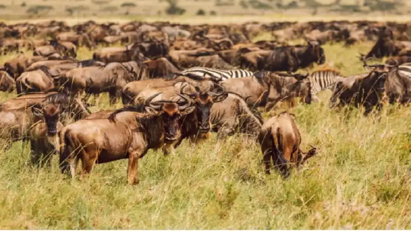 people come to uruguay to watch which animal? birds gazelles elephants wildebeasts